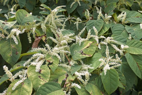 Knotweed Removal Service