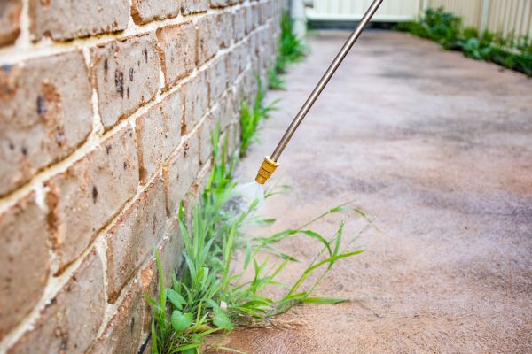 Lawn Weed Treatment Service