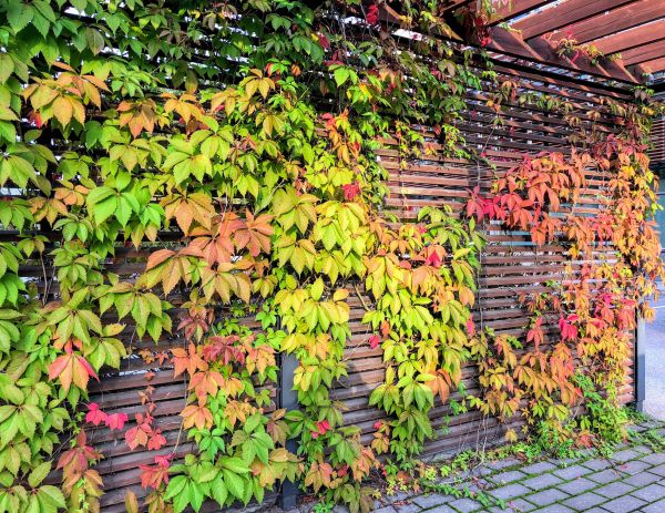 Virginia Creeper Removal Service