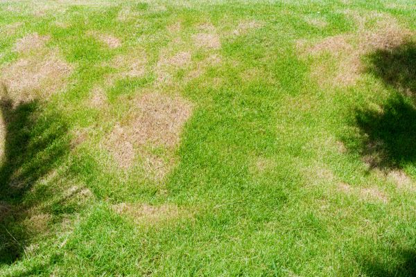 Lawn Fungus Treatment Service