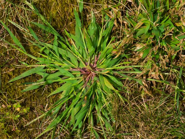 Crabgrass Removal Service