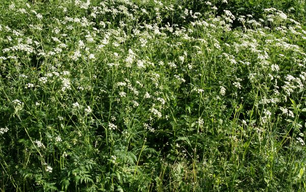 Poison Hemlock Removal Service