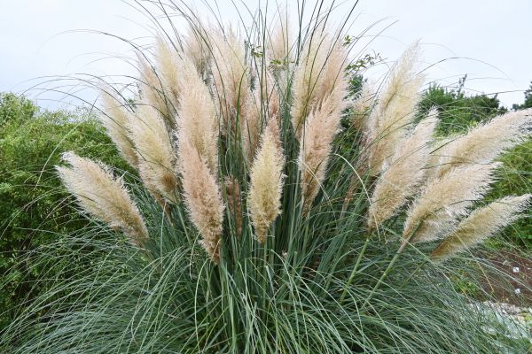Pampas Grass Removal Service