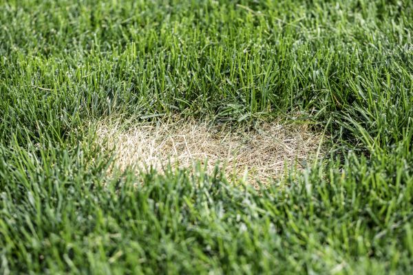 Lawn Disease Treatment Service