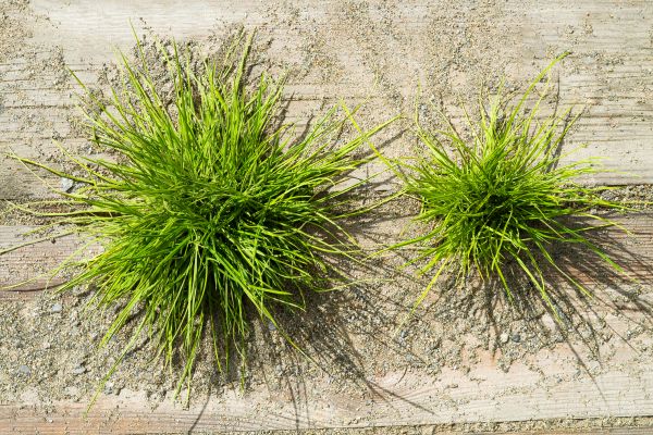 Crabgrass Prevention Service
