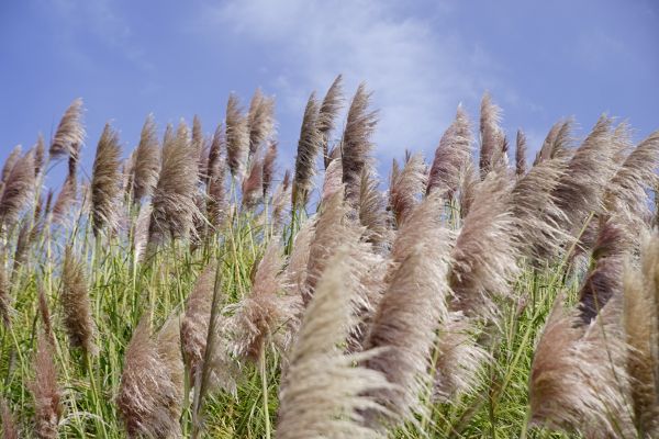 Pampas Grass Control Service
