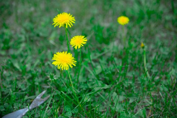 Dandelion Removal Service