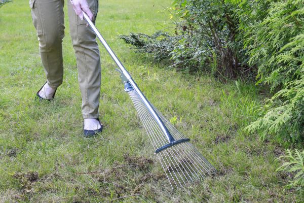 Lawn Moss Control Service