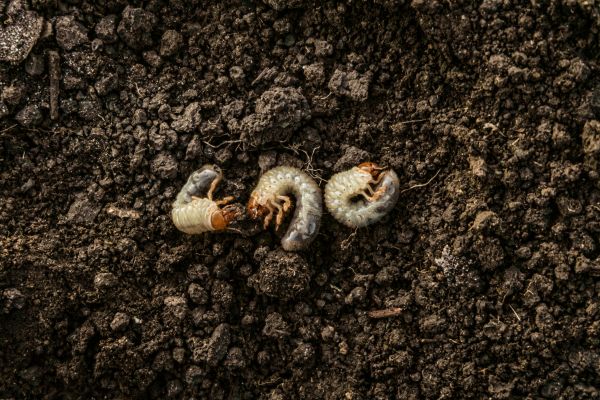 Soil Insect Treatment
