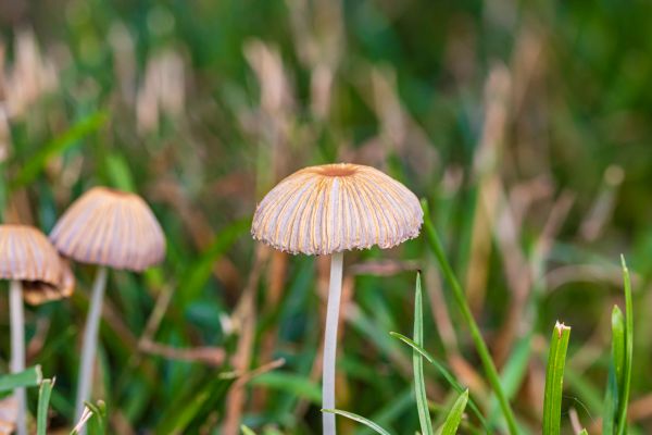 Lawn Fungus Removal Service
