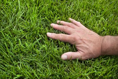 Healthy Lawn Maintenance