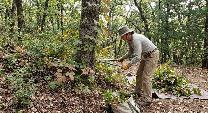 Poison Oak Removal in Wilmington, DE